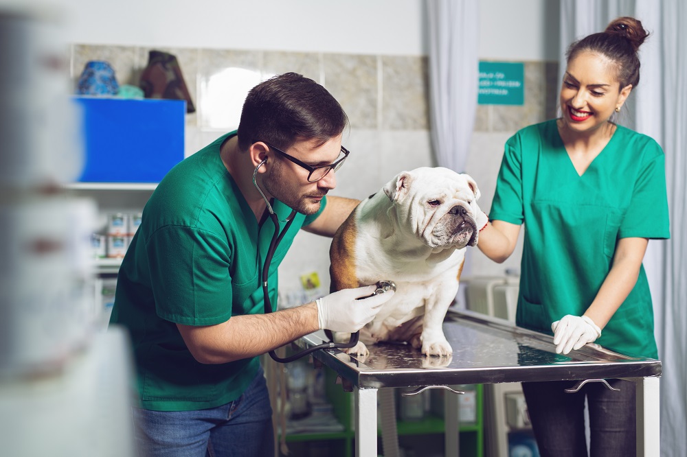 Cardiologia veterinaria Bologna