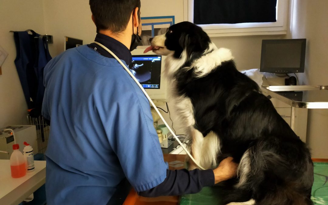 Ecografia e ecocardiografia veterinaria a Bologna