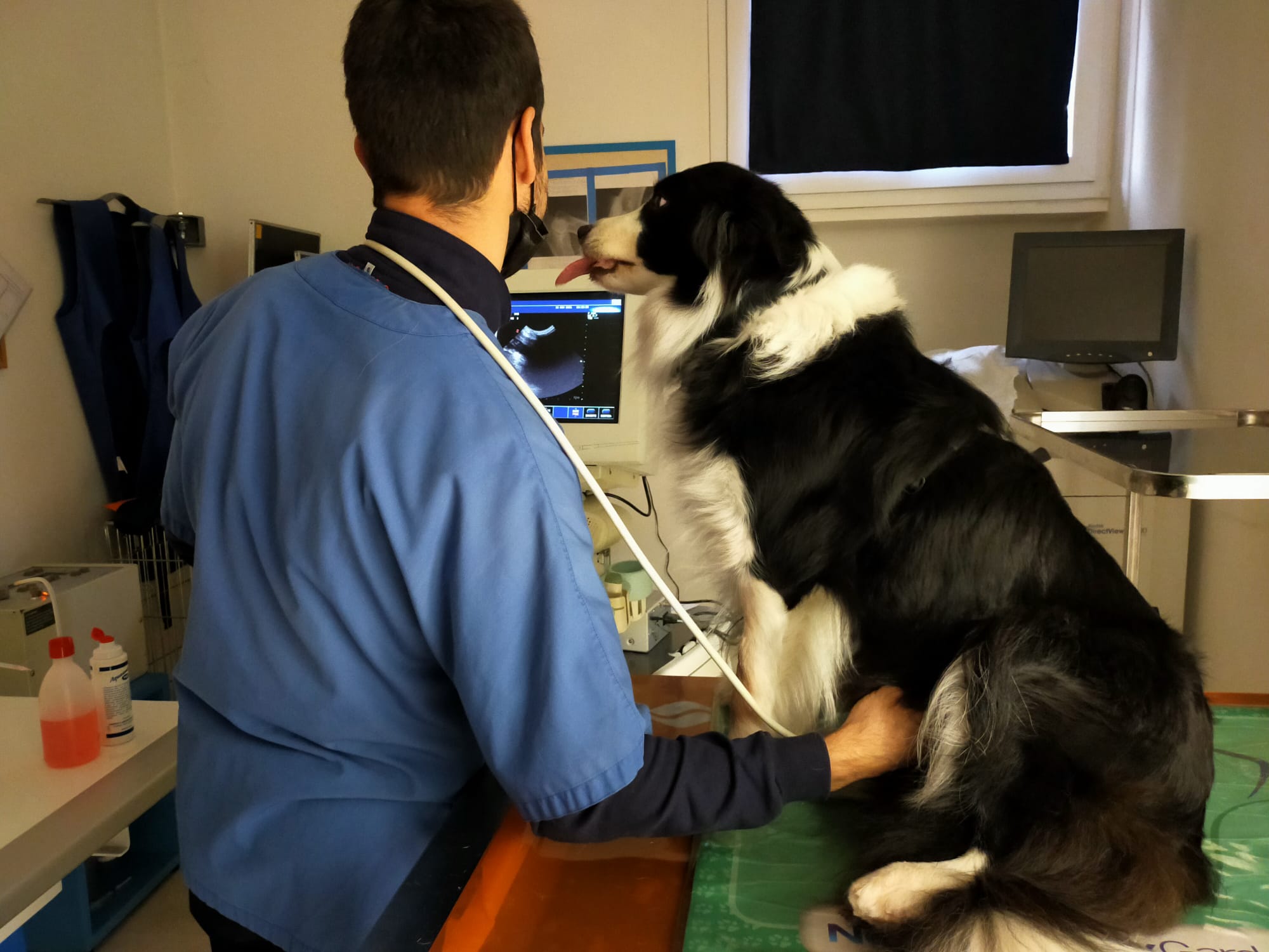 Ecografia e ecocardiografia veterinaria a Bologna