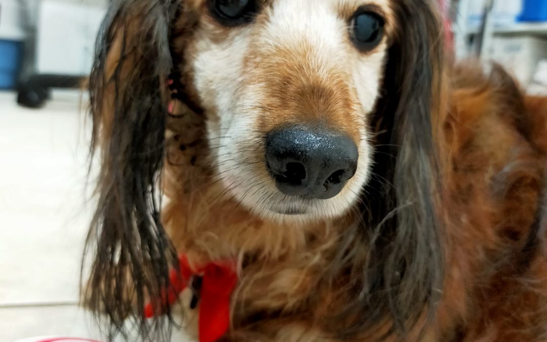 Odontoiatria veterinaria a Bologna